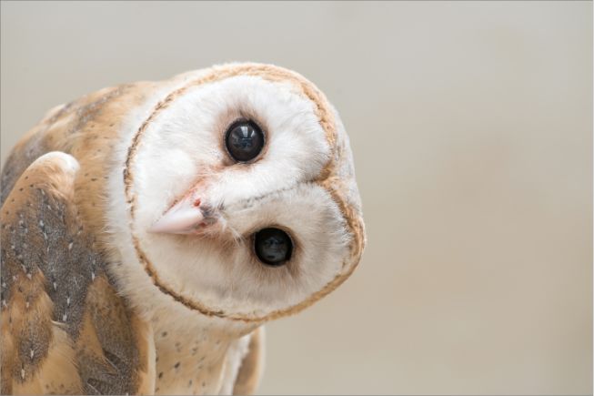 Google Owl Project